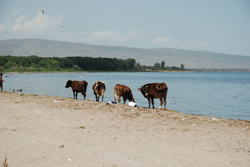 Nad jeziorem Sewan (Armenia)