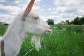 Obraz premium Close-up white goat grassing on green summer field at village