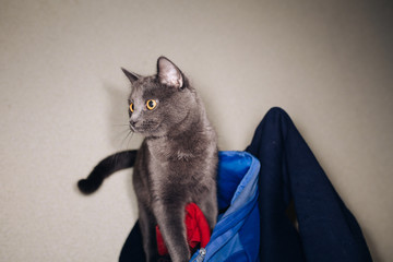cute fluffy home gray cat walks in the kitchen. requests food and is witnessing for their master....