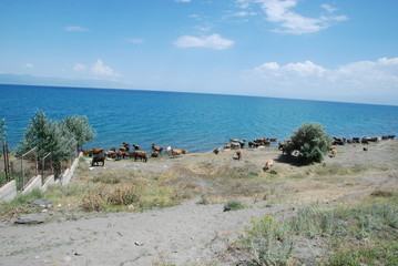 Nad jeziorem Sewan (Armenia)