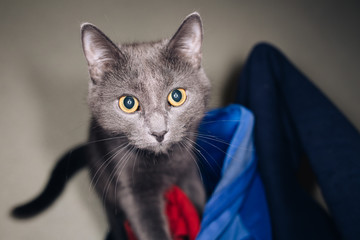 cute fluffy home gray cat walks in the kitchen. requests food and is witnessing for their master....
