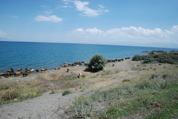 Nad jeziorem Sewan (Armenia)