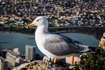 seagull