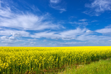 Golden field of flowering rapeseed (canola) with a beautiful cloudy and blue sky - plant for green energy and oil industry