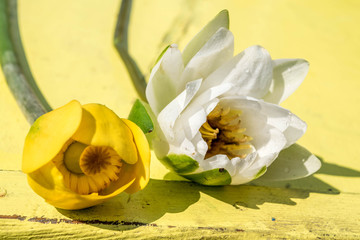 White and yellow water lilly, Lake Skadar, Nuphar lutea and Nymphaea