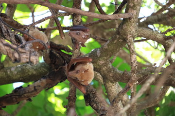 Obraz premium flughund südafrika