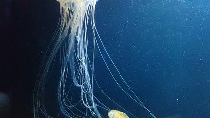Japanese sea nettle jellyfish (chrysaora pacifica) glowing in dark water