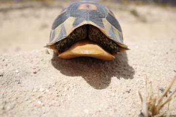 schildkröte cederberg