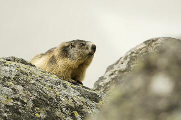 Alpine Marmot, Marmota marmota latirostris, Tatra national park, Slovakia, rodent in mountain