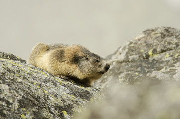 Alpine Marmot, Marmota marmota latirostris, Tatra national park, Slovakia, rodent in mountain
