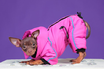 Dog Russian Toy Terrier, on a purple background, in a pink jacket