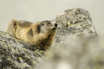 Alpine Marmot, Marmota marmota latirostris, Tatra national park, Slovakia, rodent in mountain