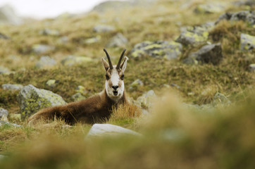 Tatra Chamois, Rupicapra rupicapra tatrica, High Tatras mountains, Tatra National Park, Slovakia