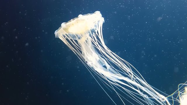Japanese sea nettle jellyfish (chrysaora pacifica) glowing in dark water