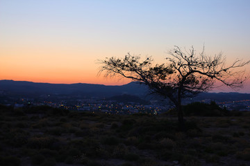 Tree on the mountain at sunset. Beautiful summer view