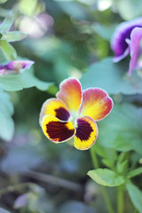Colorful pansies flowers, summer time