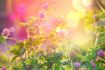 Wild flowers of clover in a meadow nature. Natural summer background with wild flowers of clover in the meadow in the morning sun rays close-up with soft blurred focus.
