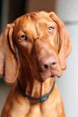 Hungarian vizsla dog, portrait