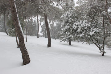 Balade dans les bois, h&eacute;rault, france