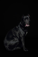 Cane-corso black dog, on a black background