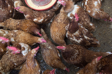 Chickens eating close up