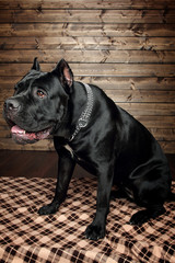 cane corso black dog, on a brown background