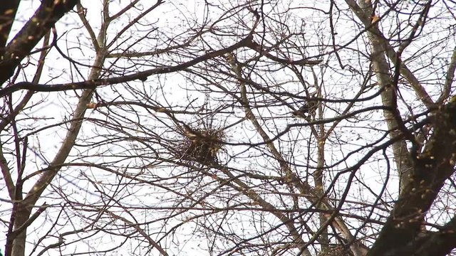 Nest of bird in bare branches of huge old tree on spring day. Real time full hd video footage.