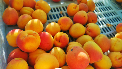 Malatya Apricots