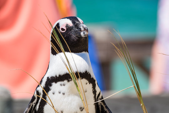 African Penguin At Boulders Beach