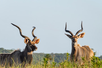 Kudus Spotted On South African Safari
