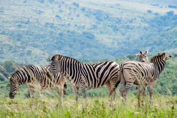 Group Of Burchell's Zebras In South Africa