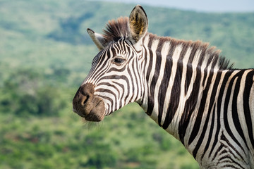 Curious Burchell's Zebra In South Africa