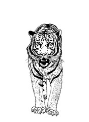  Graphical illustration of angry tiger isolated on white background. Vector tiger for coloring and tattoo