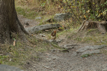 Red Squirrel