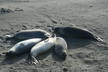 Seals At Seal Beach