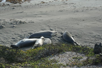 Obraz premium Seals At Seal Beach