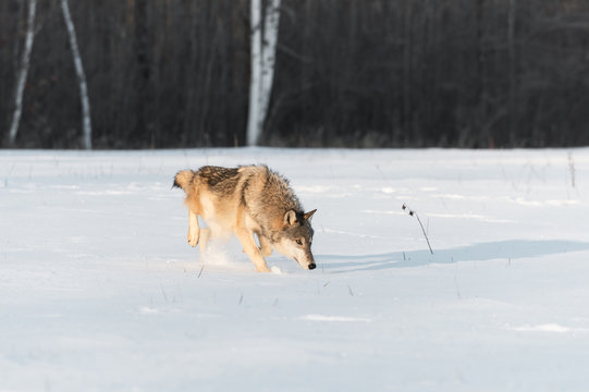 Grey Wolf (Canis lupus) Trots Across Snowy Field