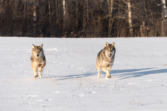 Grey Wolves (Canis lupus) Run Through Snowy Field