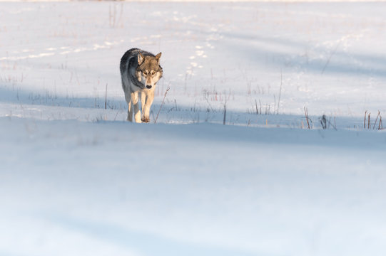 Grey Wolf (Canis lupus) in Snowy Field