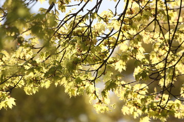 grüne Baumblätter im Sonnenschein Frühling