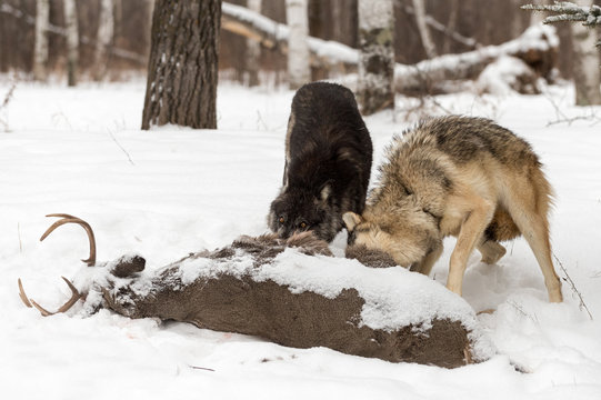 Black Phase and Grey Wolf (Canis lupus) Tear Into Deer Carcass