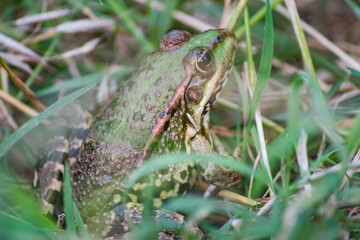 frog