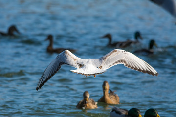 Wildlife photo - Common gull flies on the lake in winter sunny day, Danubian wetland, Slovakia, Europe