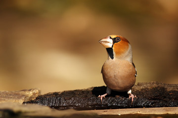 The hawfinch (Coccothraustes coccothraustes) sitting at a drinker. Color passerine near water.