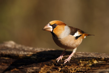 The hawfinch (Coccothraustes coccothraustes) sitting at a drinker. Color passerine near water.