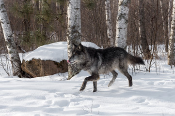 Fototapeta premium Black Phase Grey Wolf (Canis lupus) Walks Left Licking Nose