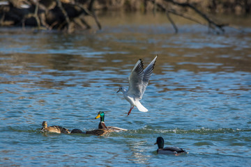 Wildlife photo - Common gull flies on the lake in winter sunny day, Danubian wetland, Slovakia, Europe