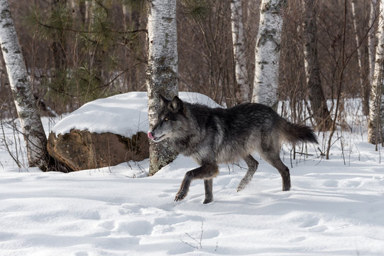 Black Phase Grey Wolf (Canis lupus) Walks Left Licking Nose