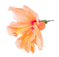 orange hibiscus flower - obrazy, fototapety, plakaty