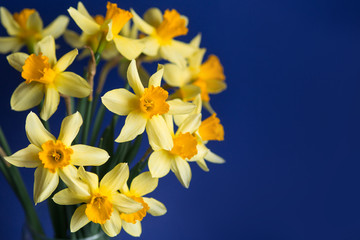 Fototapeta na wymiar Bright yellow narcissus or daffodil flowers on blue background. Selective focus. Place for text.